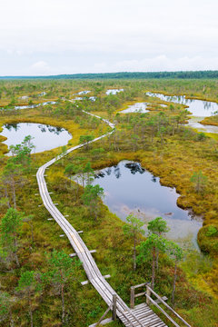 View of huge swamp in Latvia.