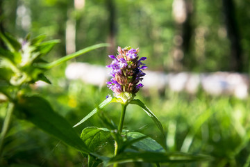 Summer forest flowers of cow-wheat (Melampyrum nemorosum). Picturesque peaceful nook away from the...