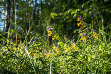 Summer forest flowers of cow-wheat (Melampyrum nemorosum). Picturesque peaceful nook away from the urban noise and hustle. Rich colors of nature inspire for the best and fill the soul with harmony.