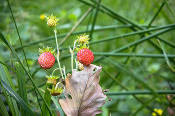 Closeup of red Fragaria Or Wild Strawberry in summer forest. Fragrant berries of a wild strawberry is healthy natural treat, favourite for the everybody.