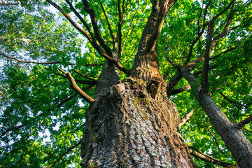 Fragment of the huge trunk and lush crown of a relic oak tree under the golden sunbeams.