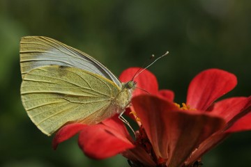 White-yellow butterfly pieris brassicae collects nectar on flowers on a sunny day