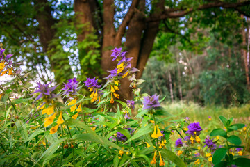 Fototapeta premium Cute flowers of cow-wheat (Melampyrum nemorosum) at the foot of a big tree. Picturesque peaceful nook away from the urban noise and hustle. Rich colors of nature fill the soul with harmony.