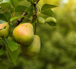 Ripe pears on a tree ~Harvest~