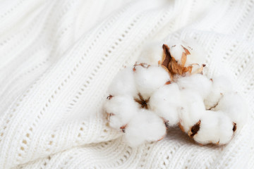 Fototapeta na wymiar Tree raw cotton buds on white soft cotton textured background