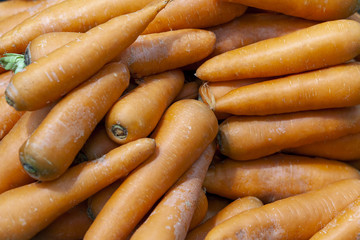 Juicy orange carrots in sunlight.