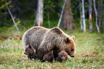 Fotobehang Mother bear and her three little puppies © lucaar