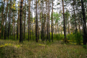 evening in pine forest in autumn