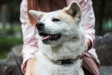 Japanese dog Akita inu portrait with young woman outdoors
