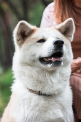 Japanese dog Akita inu portrait with young woman outdoors