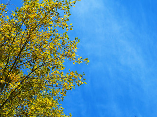 Yellow foliage of trees in the sun. Indian summer. Golden leaves on branches against the blue sky.