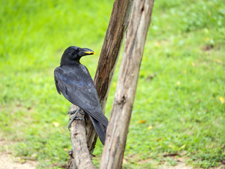 Crow Raven in the garden 1