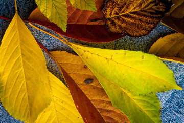 Autumn leaves over a background