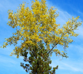 Yellow foliage of trees in the sun. Indian summer. Golden leaves on branches against the blue sky.