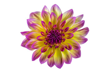 flower dahlia on white background in isolation