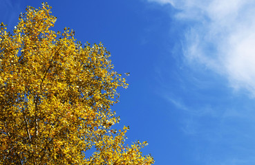Yellow foliage of trees in the sun. Indian summer. Golden leaves on branches against the blue sky.