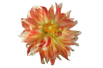 flower dahlia on white background in isolation