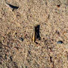 Red grasshopper on yellow sand.