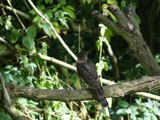 Female sparrowhawk (Accipiter nisus) 