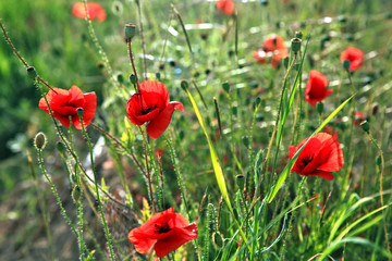 Field poppies