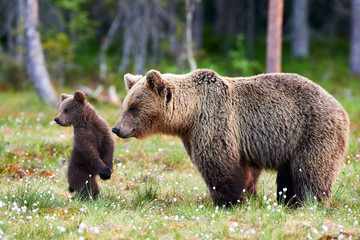 Mother bear and cub. Mother bear and cub. Focus on cub. - obrazy, fototapety, plakaty