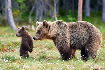 Foto op Plexiglas Mother bear and cub. Mother bear and cub. Focus on cub. © lucaar