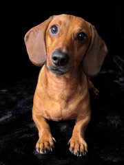 Dachshund dog on a black background looks cute looking