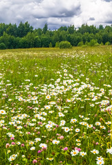Boundless Russian expanse. Bright flowered camomile meadow under dramatic cloudy sky.