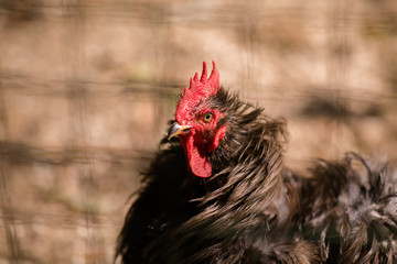 Black rooster on the old farm. Autumn time
