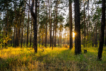 Scenic yellow sunset in pine autumn forest