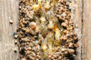 Termites worker (Globitermes sulphureus) build a soil tunnel on wood structure 