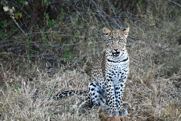 Leopoard in Moremi Game Reserve