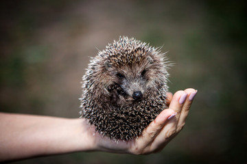 Little hedgehog on a female palm on a dark background