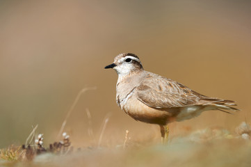 Beautiful Eurasian dotterel (Charadrius morinellus)