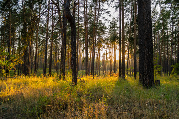 Obraz premium Scenic yellow sunset in pine autumn forest