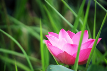 Obraz premium beautiful pink lotus flower blooming in pond.