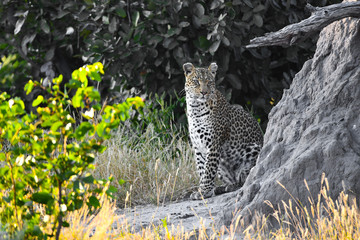 Leopoard in Moremi Game Reserve