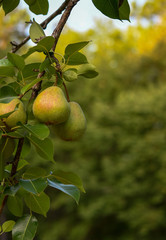 Ripe pears on a tree ~Harvest~