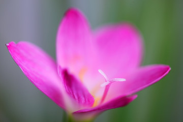 close up of beautiful pink rain lily flower