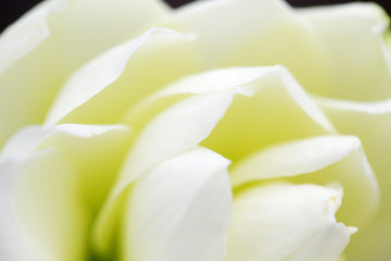 close up of white amaryllis flower background