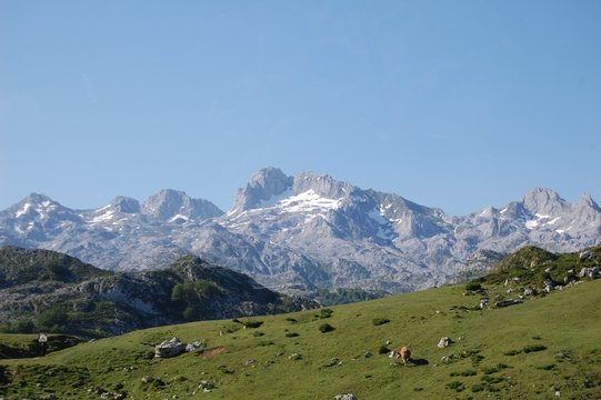 PRADO Y BACAS