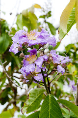 オオバナサルスベリ