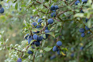 Fresh purple sloe berries at tha blackthorn bush in summer