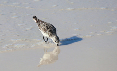 Sandpiper hunting for food on the coastline with reflcetion