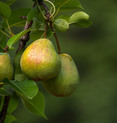Ripe pears on a tree ~Harvest~