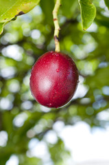 オキナワキョウチクトウの実
