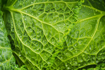 Fresh green cabbage leaves with water droplets