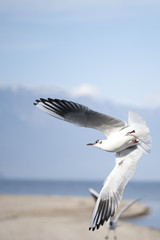 seagull flying on the lake from below