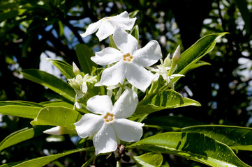 オキナワキョウチクトウの花