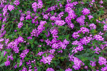 Beautiful background of small purple colored flowers typical of the areas of the Mediterranean Sea